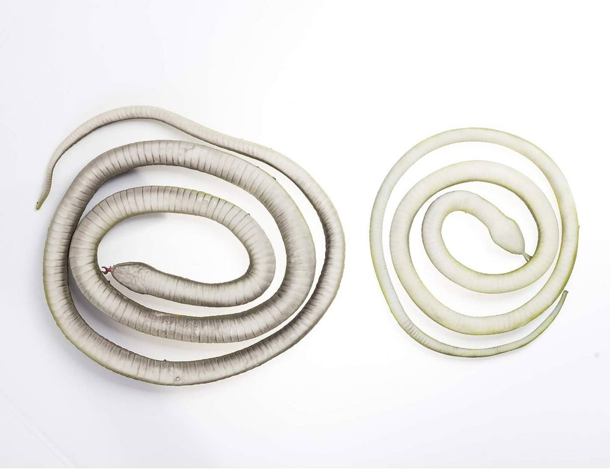 Set of three coiled rubber snakes, light gray and white with yellow eyes.