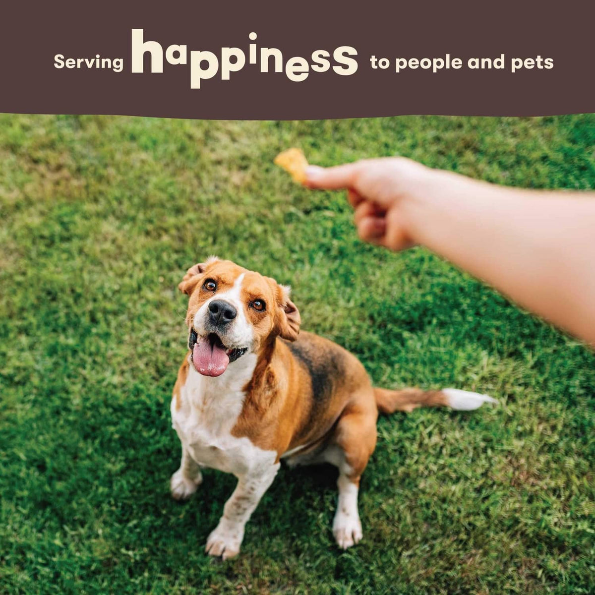 Dog receiving a chicken-wrapped rawhide twist treat from a hand.