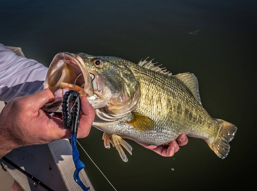 Fish held by angler with black curly tail soft plastic worm bait