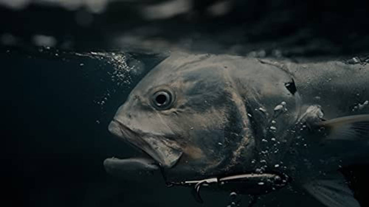 Dark silver fish head with topwater lure and hook visible near mouth