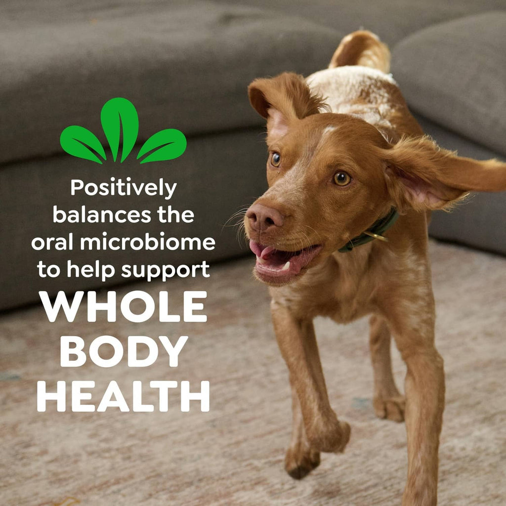 Brown dog on couch with a green dental chew; whole body health text and paw icon