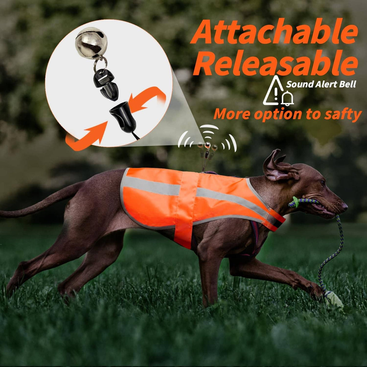 Blaze orange reflective dog vest on running dog, with silver reflective bands