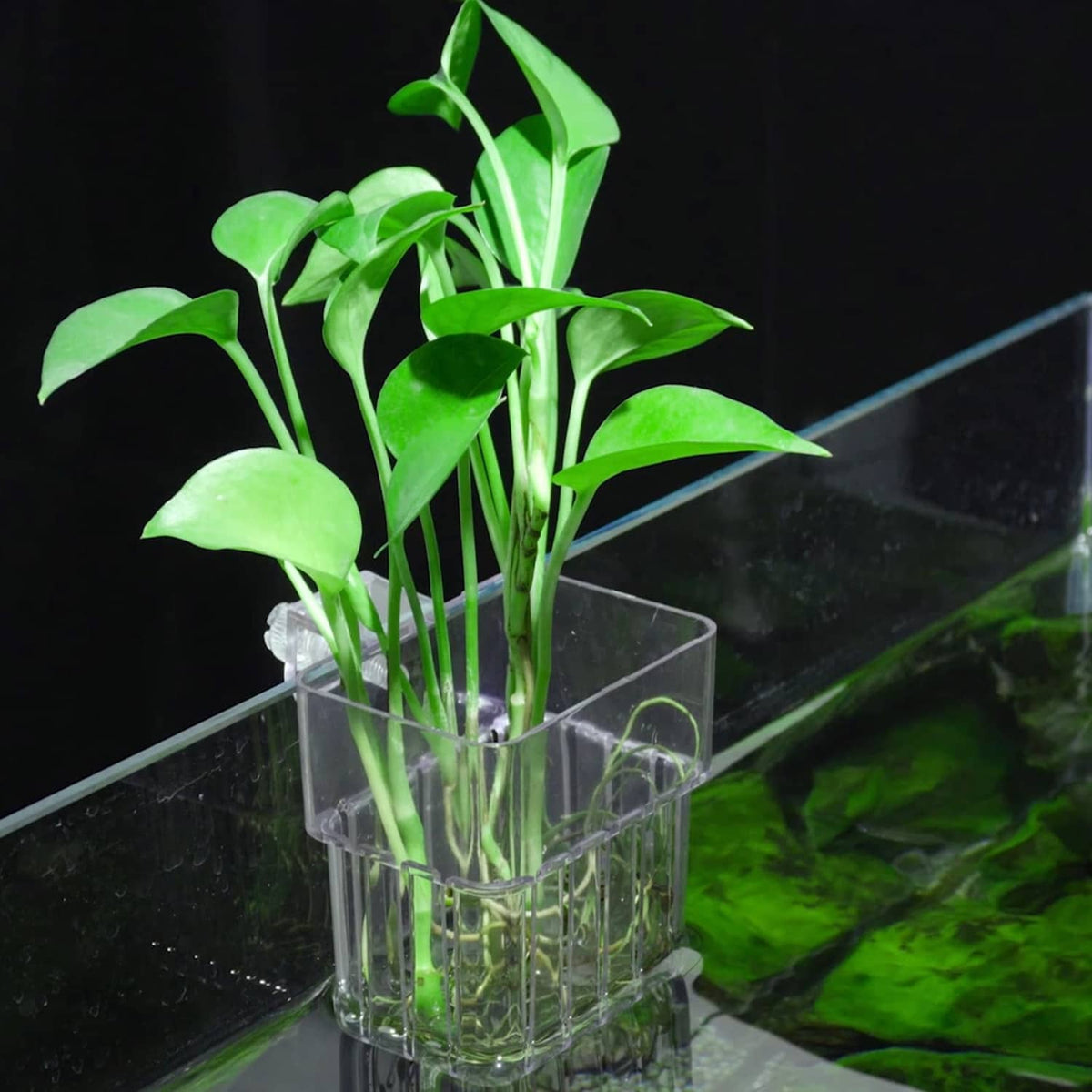 Transparent hanging aquarium plant holder pot with tall green plants inside