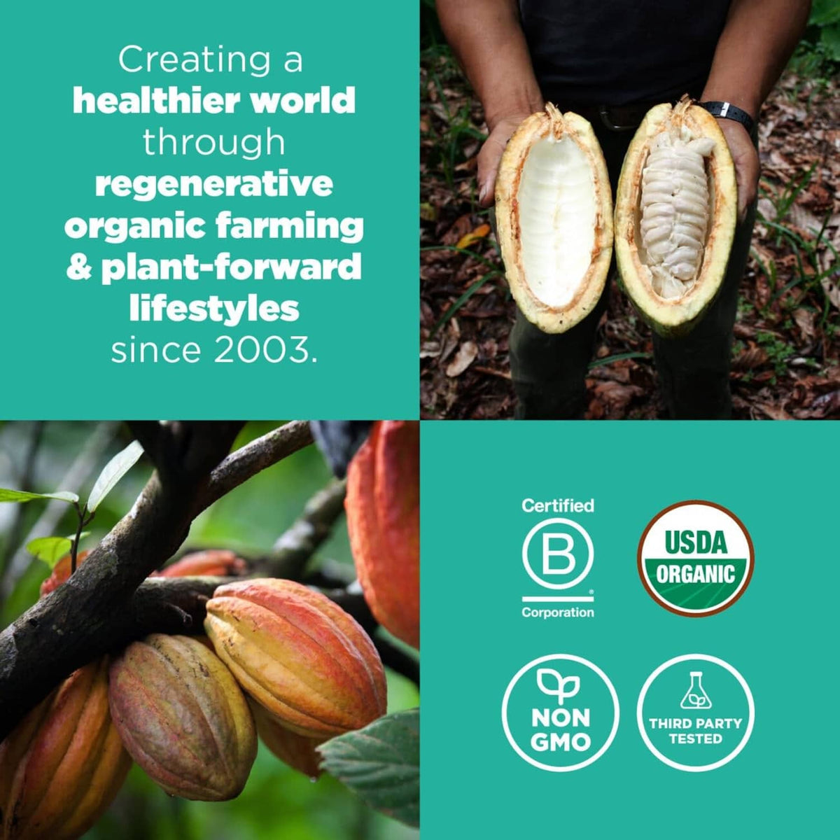 Organic cacao pods and hands holding cacao beans with certification icons