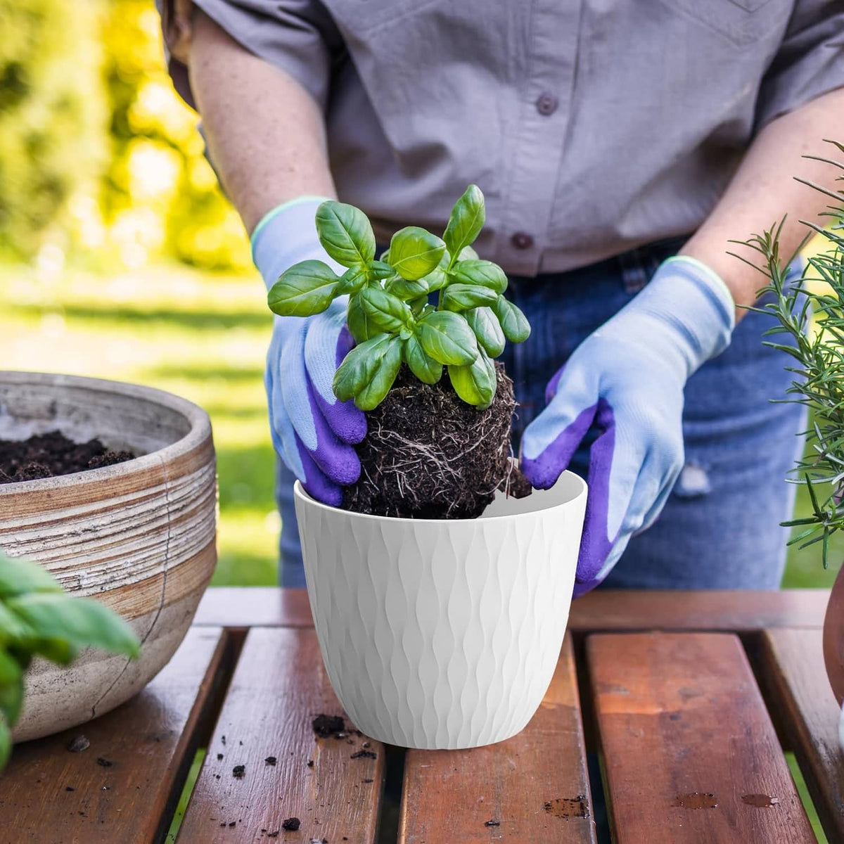 White textured plant pot held with a small green basil plant