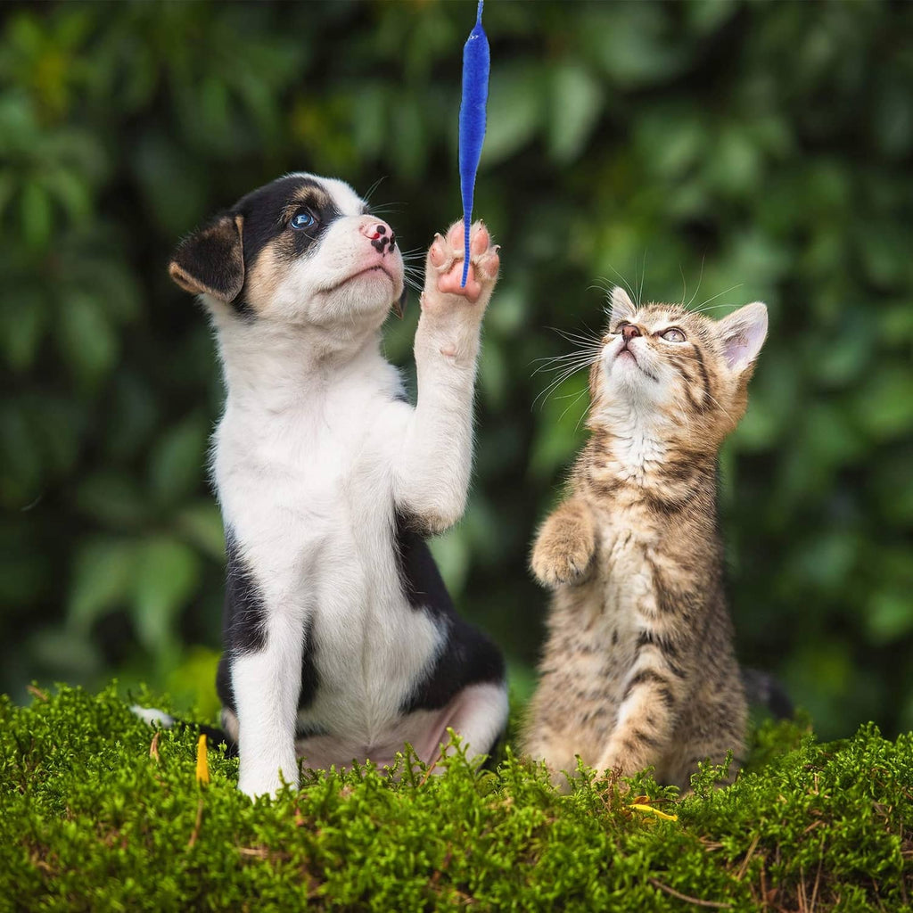 Blue fuzzy worm toy on string held by cat and kitten outdoors