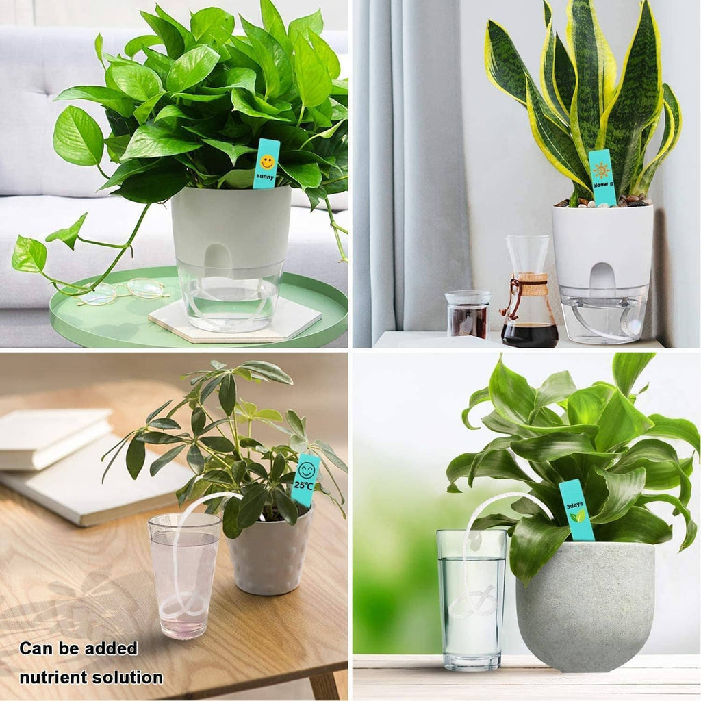 Self-watering plant arrangement with white cotton wick cord string