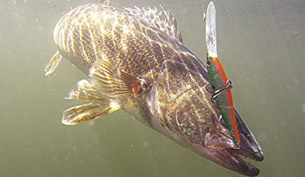 Fish holding an orange-and-green crankbait lure with a treble hook