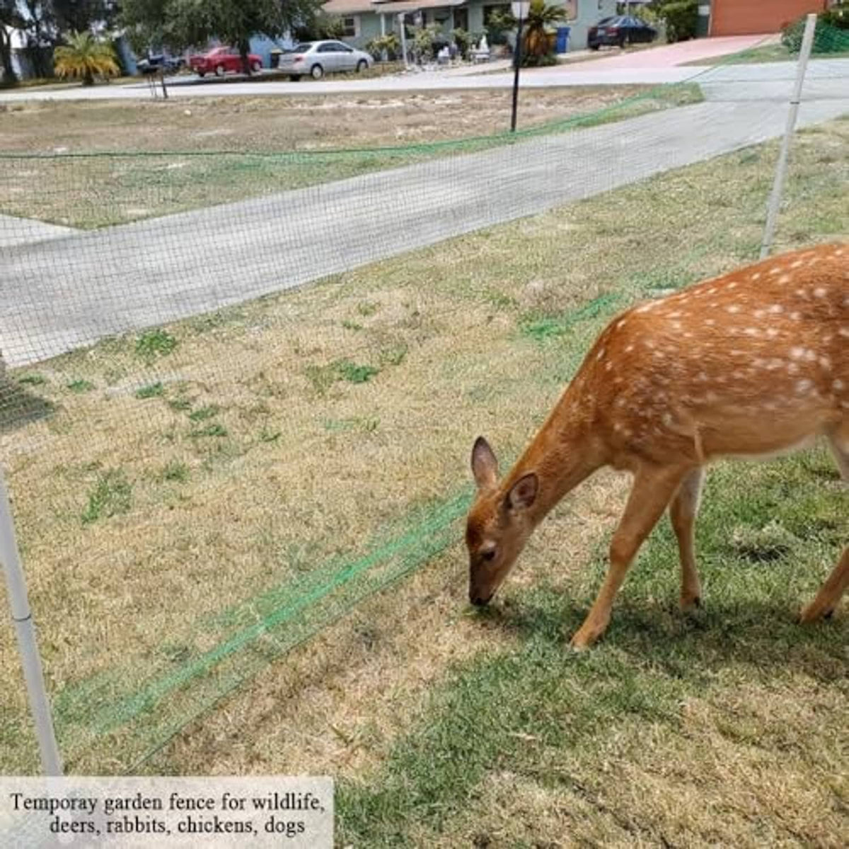 Green temporary mesh fence along yard grass with a deer in front