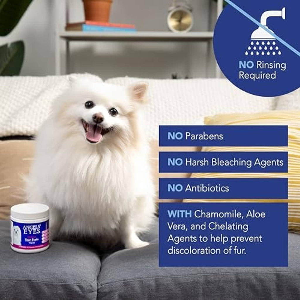 Small white dog with eye wipes tub beside on sofa