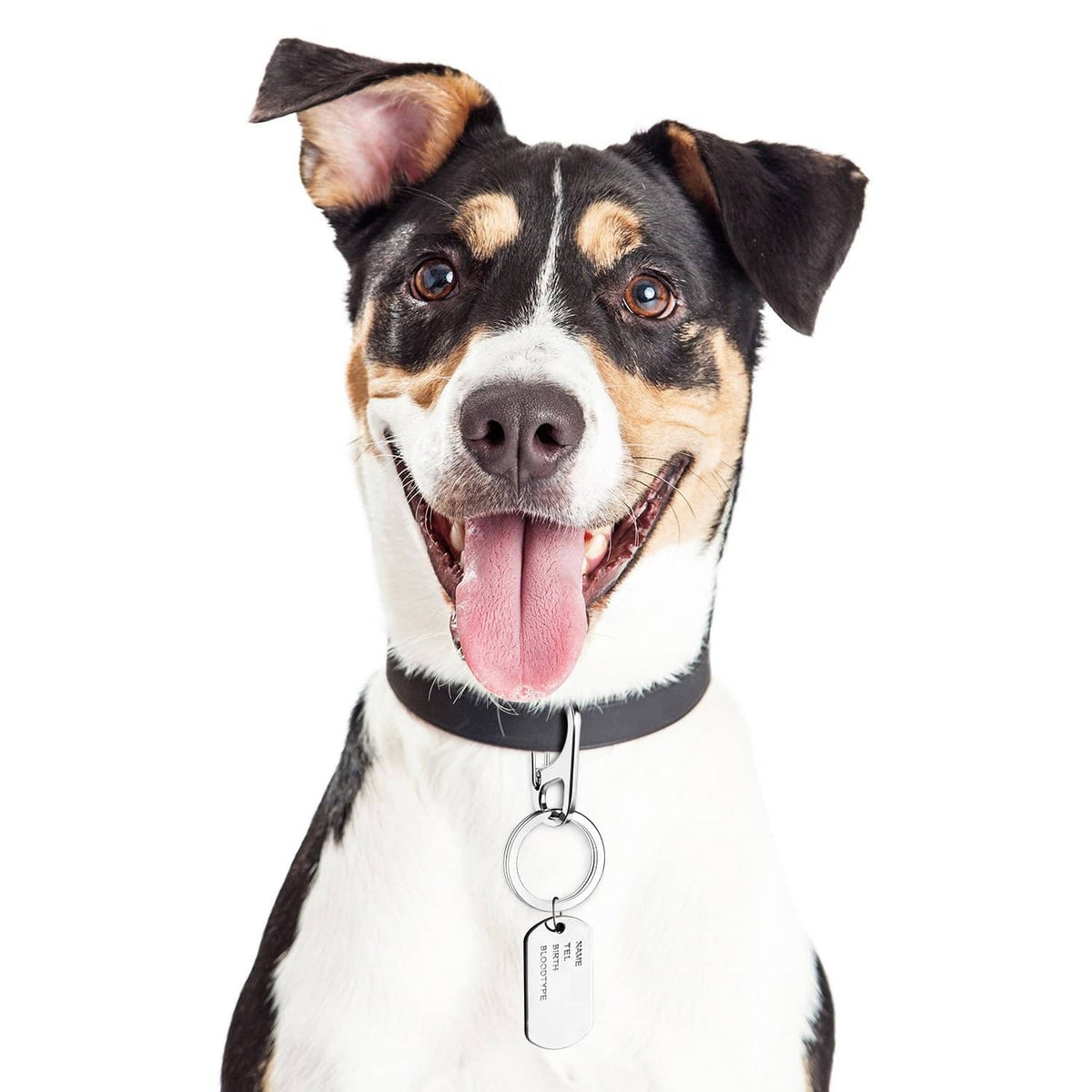Dog wearing a stainless steel ID tag clip with round ring and hanging tag