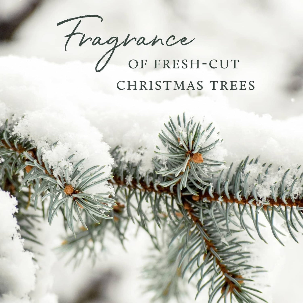 Frosted pine branch fragrance artwork with decorative winter typography