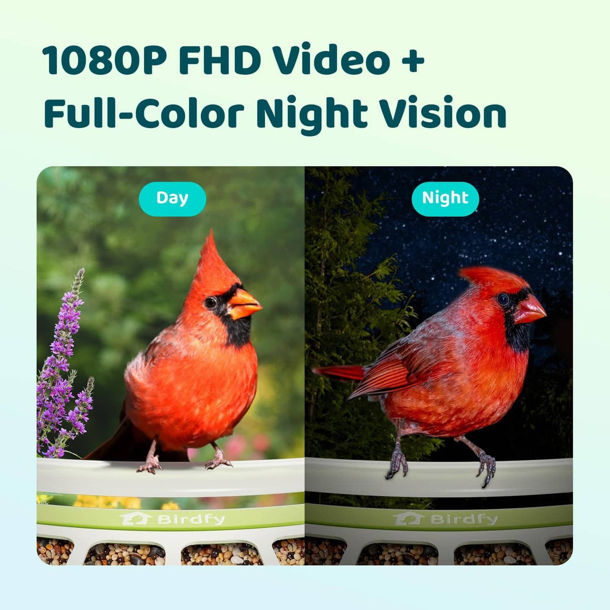 Smart bird feeder camera view showing red cardinals on daylight and night settings