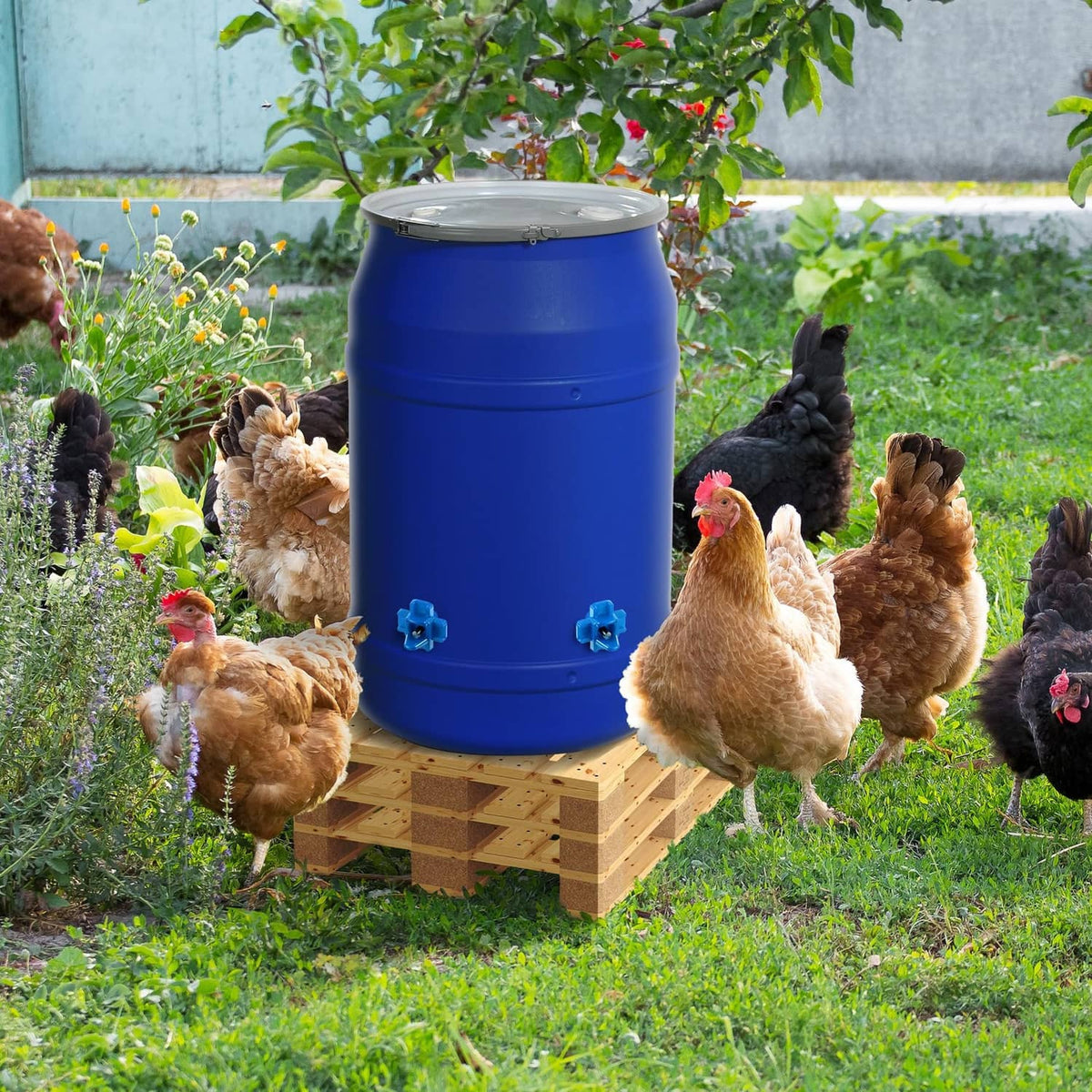 Blue-and-white chicken waterer barrel with two blue horizontal nipple drinkers