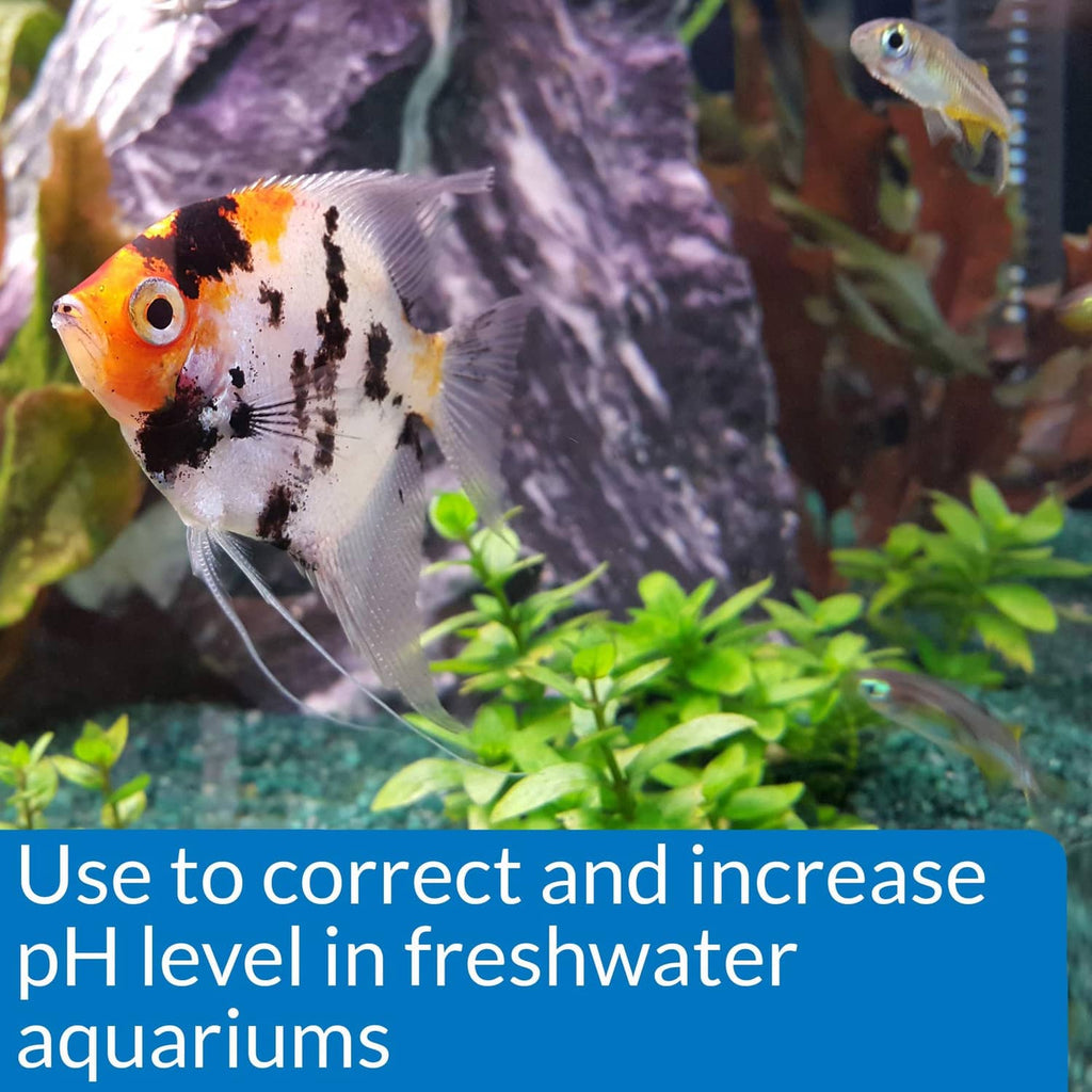 Freshwater aquarium fish with API pH UP blue use-to-correct panel