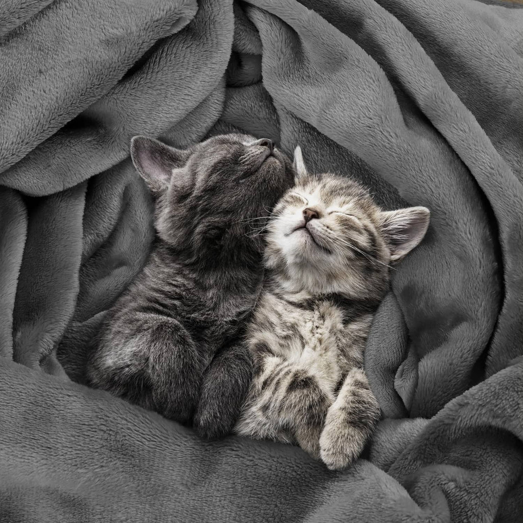 Grey fleece blanket with two cats curled together on the plush fabric.