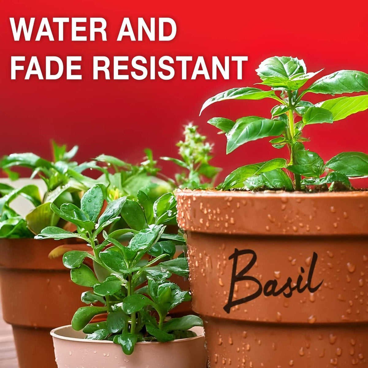 Basil plant in a terracotta pot