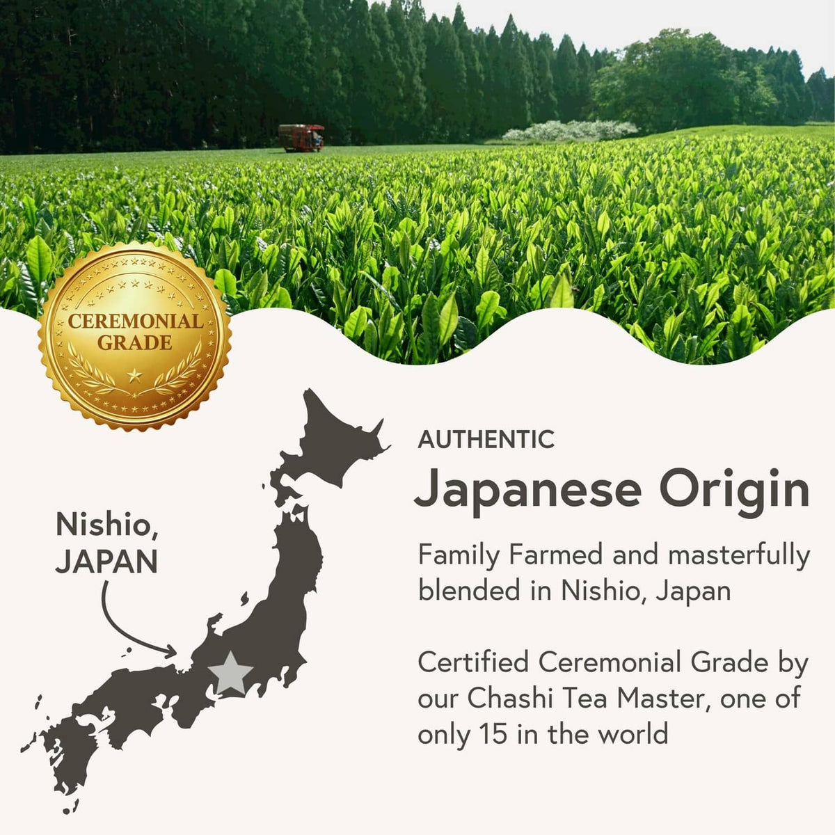 Ceremonial matcha tea field with green leaves and Japan origin seal badge