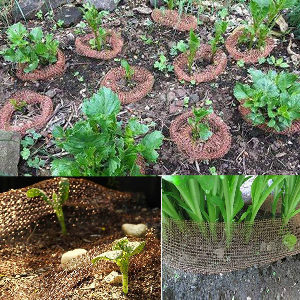 Copper mesh wire rings around plants in soil, deterring burrowing rodents