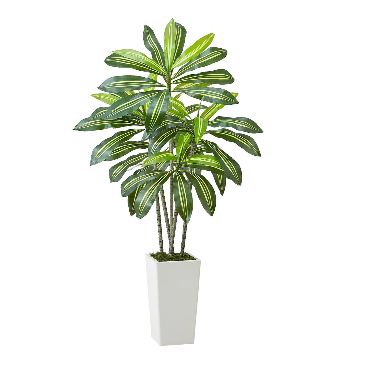 Faux dracaena tree with green striped leaves and white square pot
