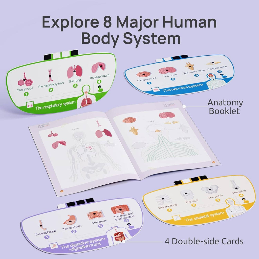 Human anatomy learning set with anatomy booklet and four double-sided body system cards.