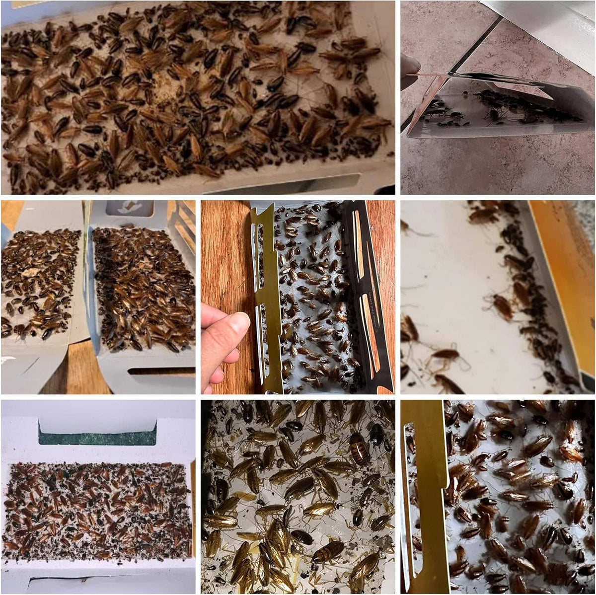 Glue roach trap sheets covered with trapped cockroaches on dark and light surfaces