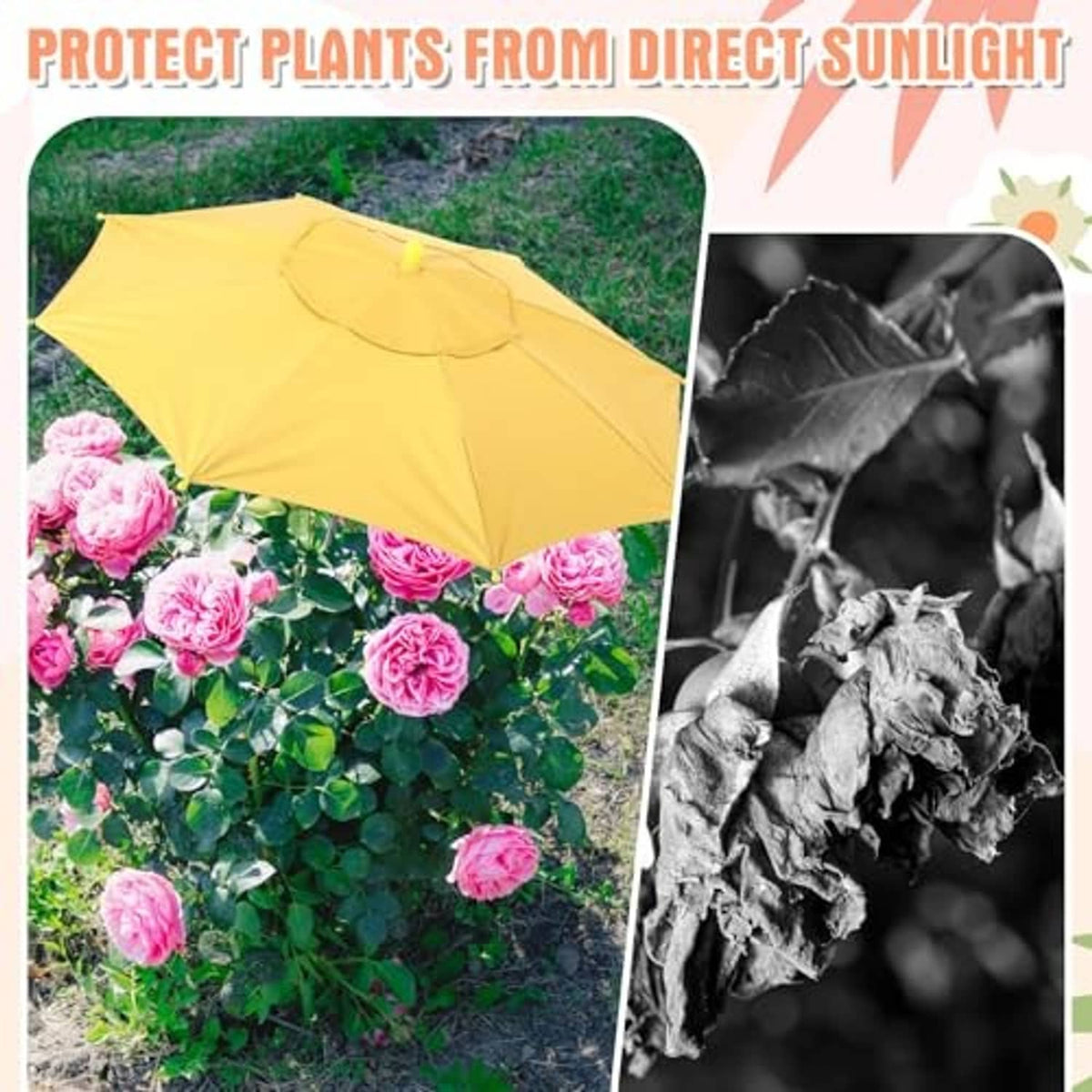 Yellow plant shade umbrella shading pink roses in a garden