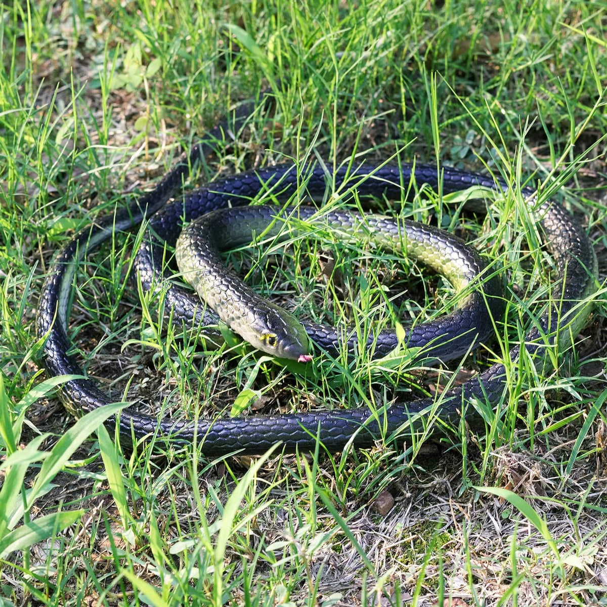 Rubber snake decoration resting in grass, dark scales with pale belly and yellow eyes.