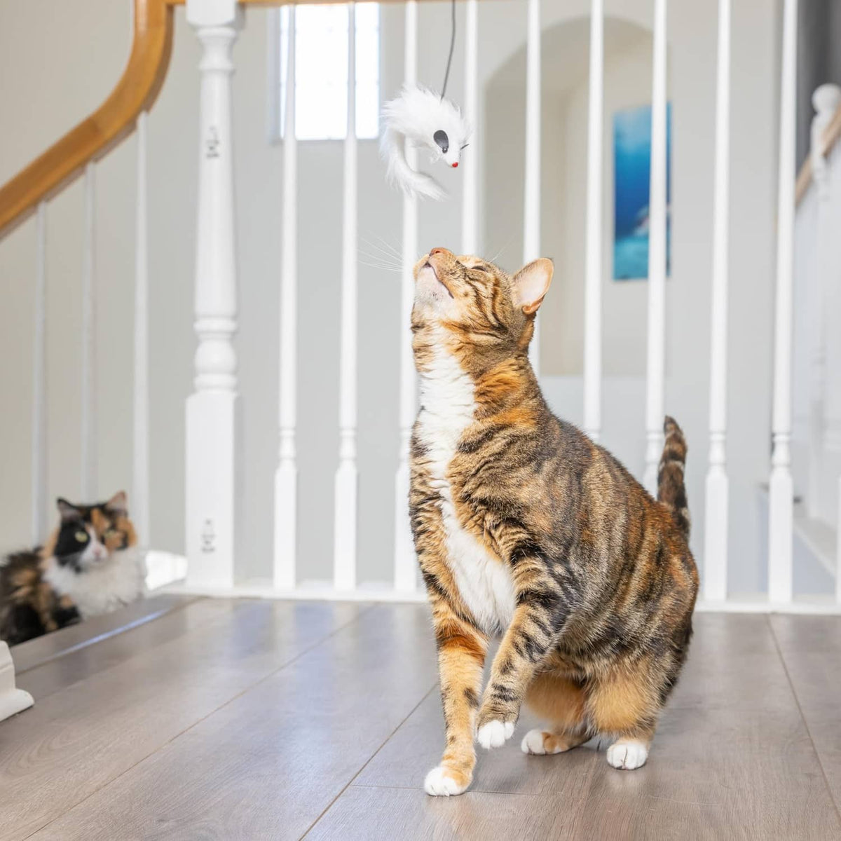 Hanging white mouse cat toy rattle with cat reaching upward