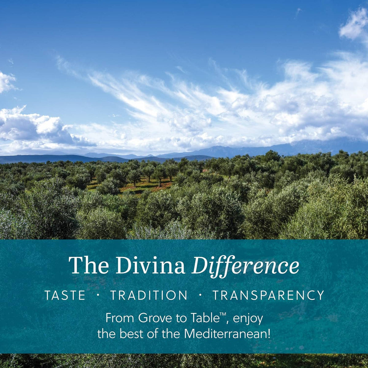 Divina brand banner over olive grove landscape with teal headline area