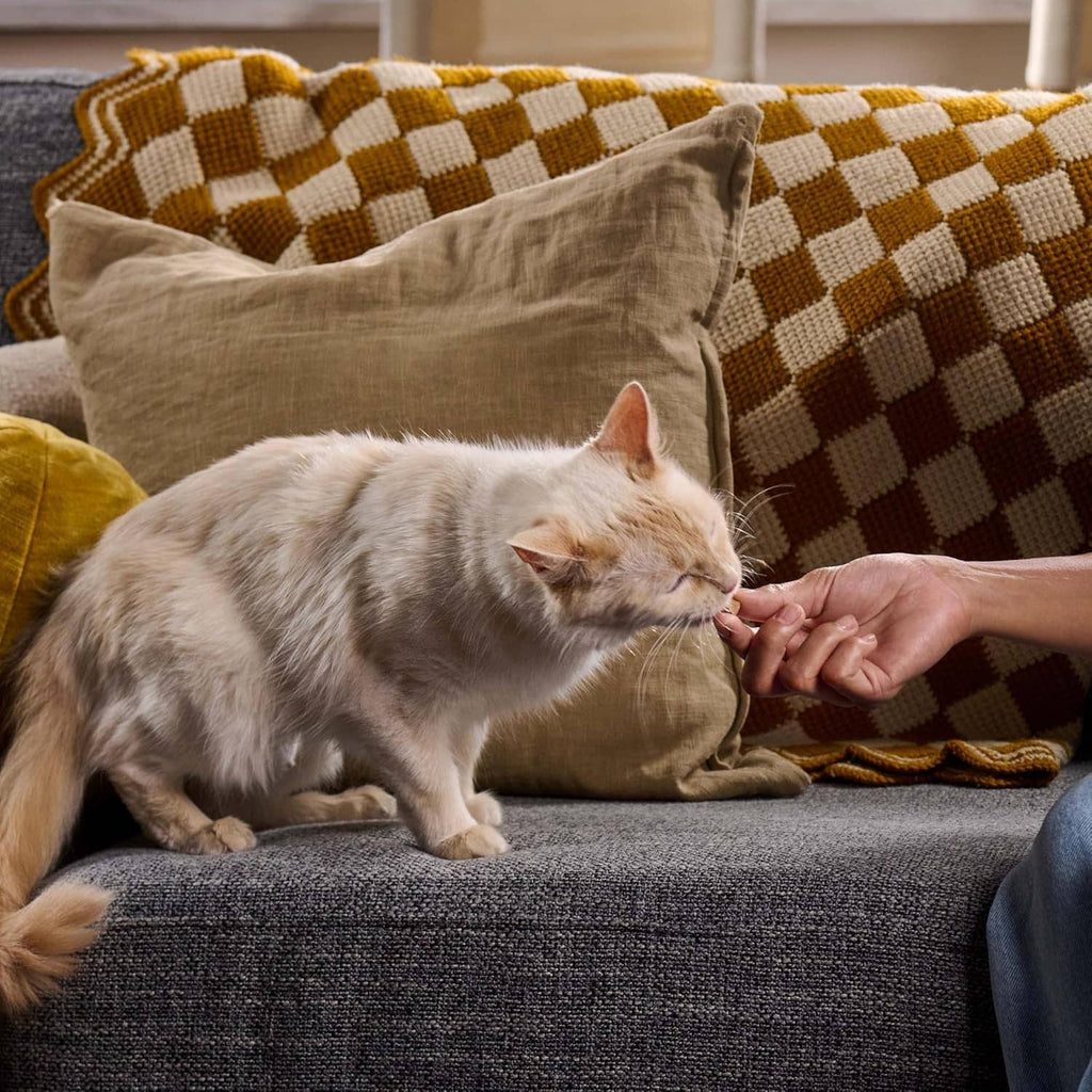 Gray-and-white cat on couch reaching toward a hand near pillows