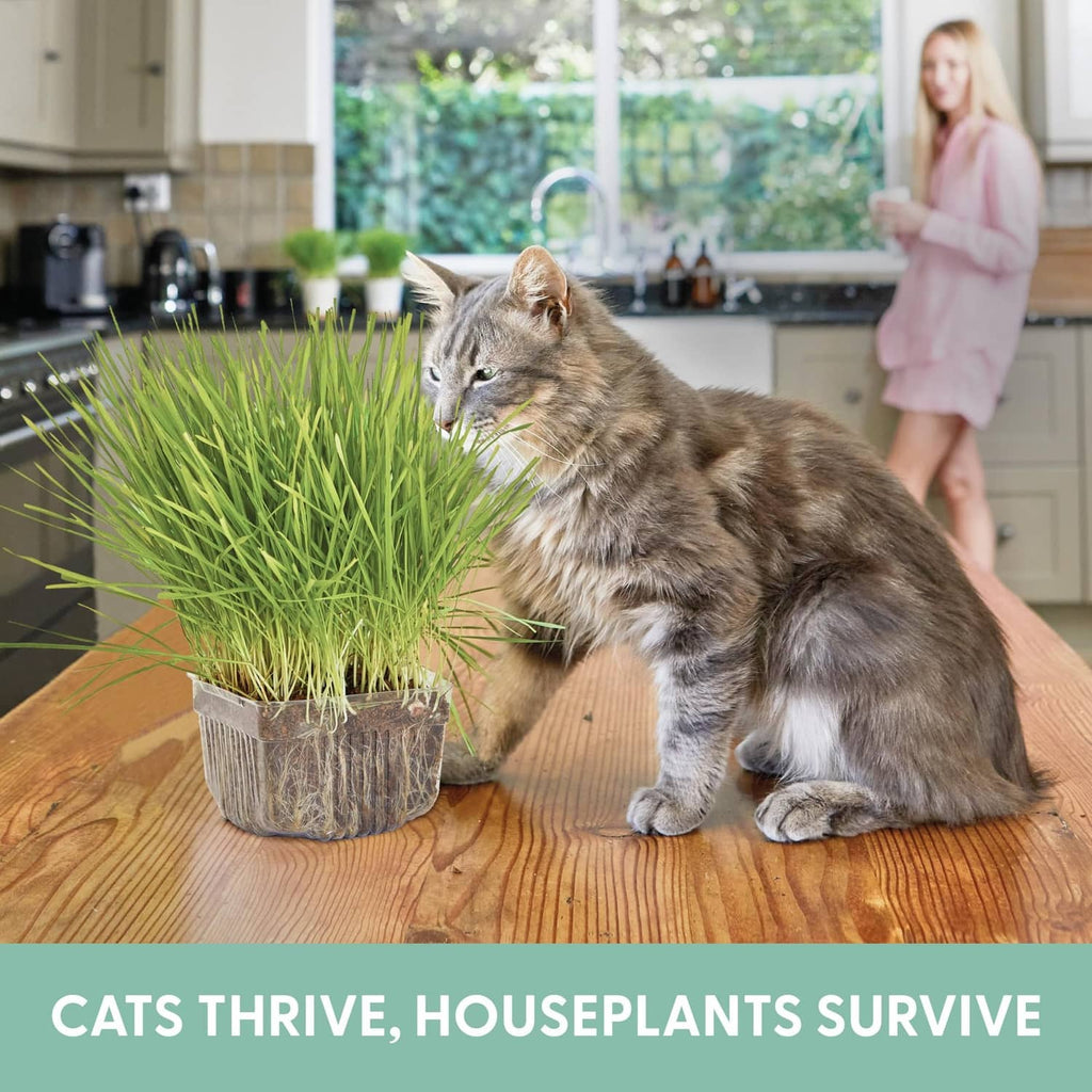 Cat grass planter with fresh green sprouts in container as a gray cat sniffs