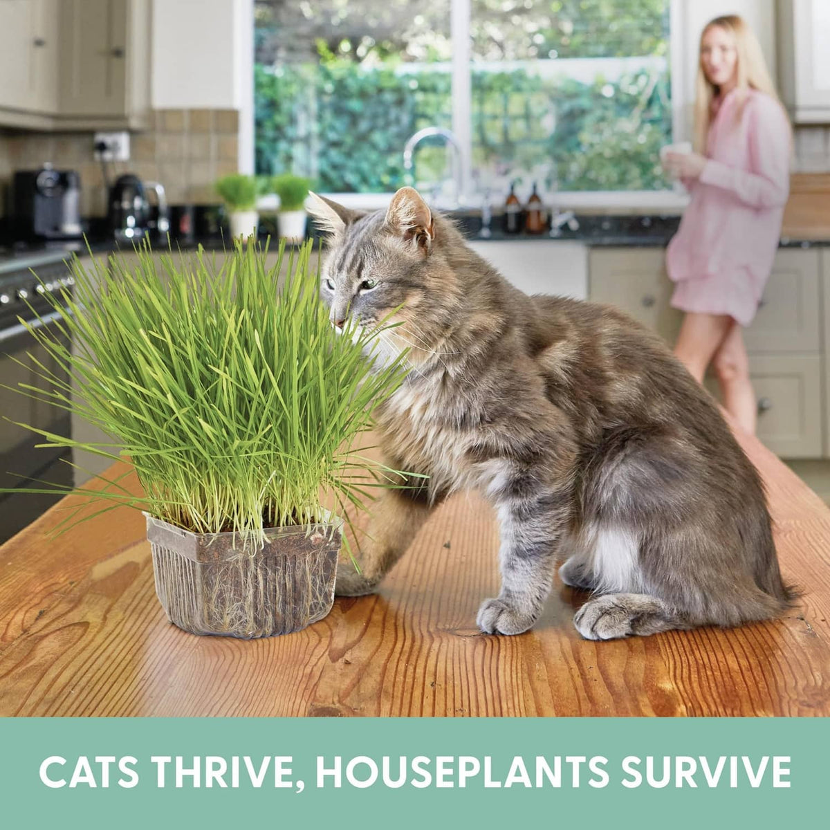 Cat grass planter with fresh green sprouts in container as a gray cat sniffs