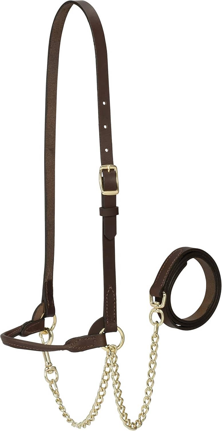 Brown leather cattle halter with brass buckles, linked chain, and adjustable strap.