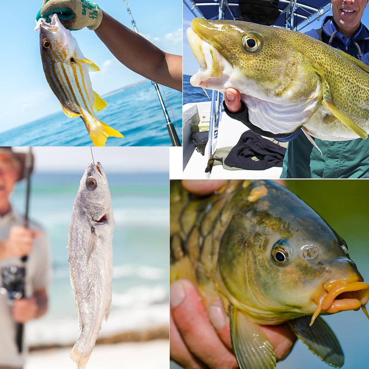 Four photos of saltwater fish being held, showing gill and body details