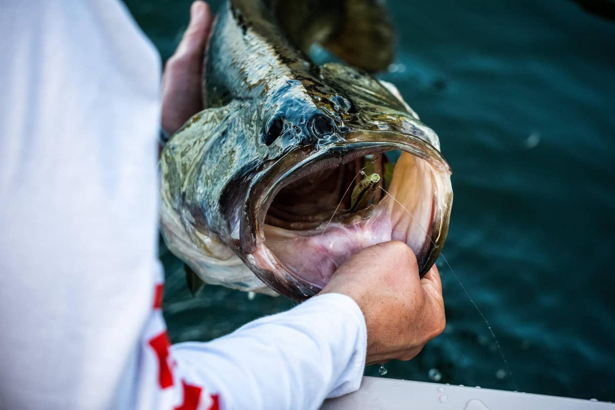 Fish holding a soft plastic minnow lure with hook visible inside its open mouth