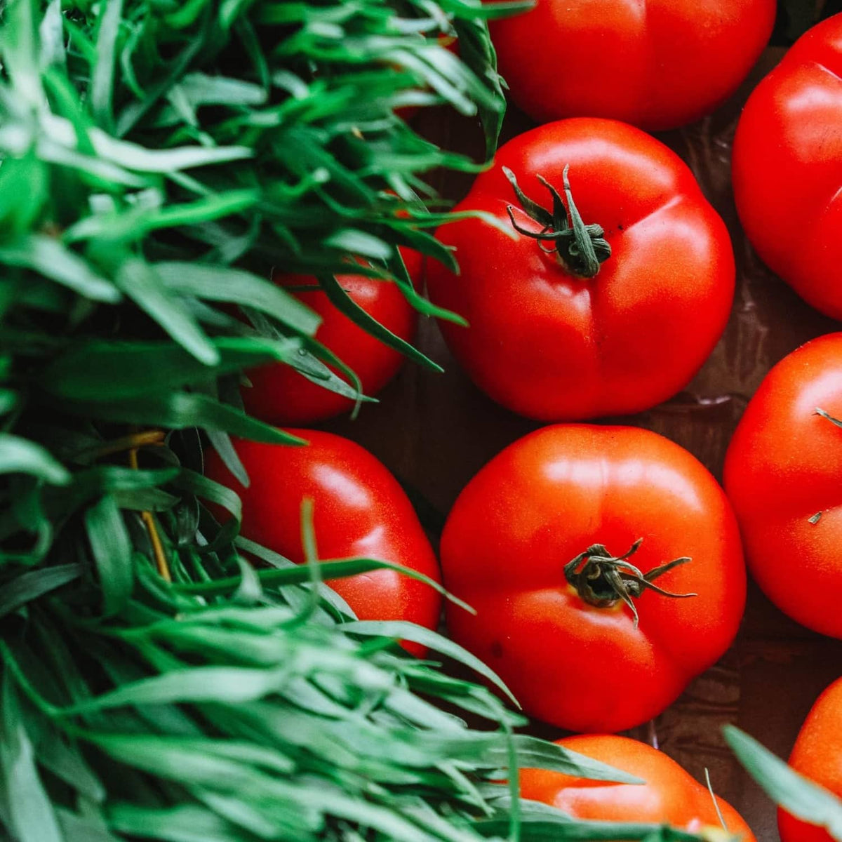 Fresh tomatoes with green herbs on a tray