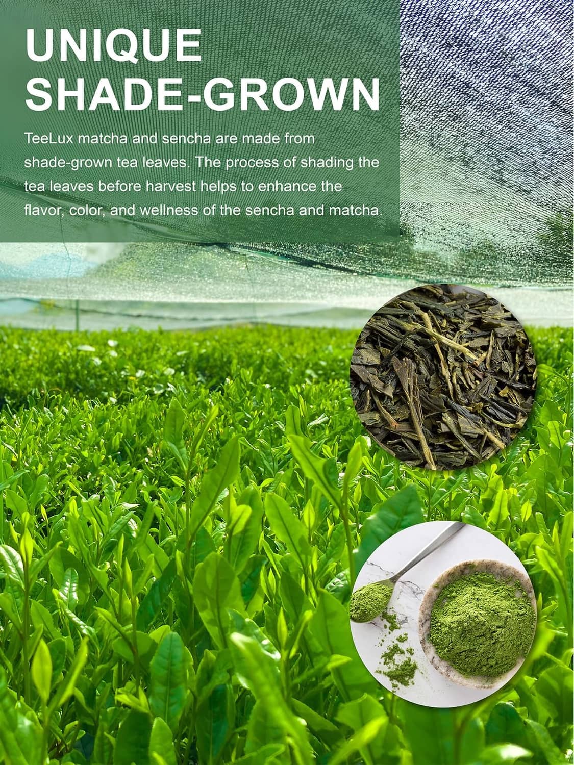 Shade-grown matcha tea leaves pile with fresh green tea plants