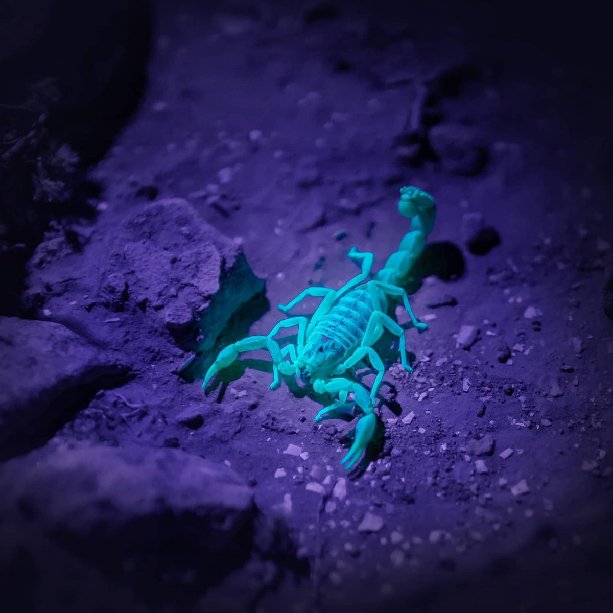 UV light reveals turquoise scorpion on dark rocky surface
