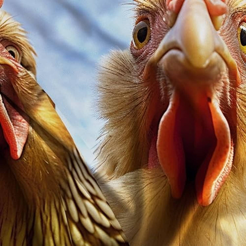 Close-up chicken portrait flag print showing cartoon chicken eyes and open beak