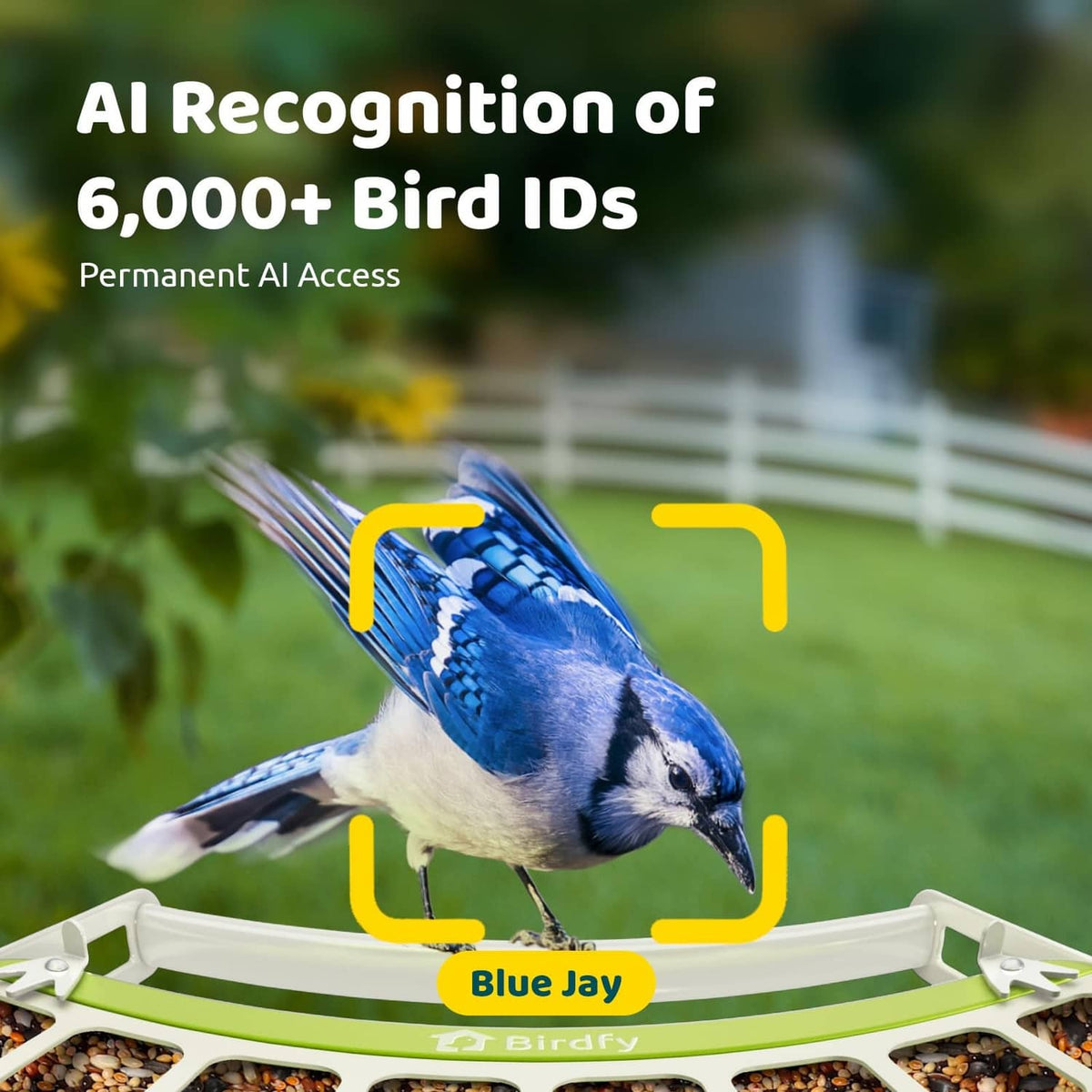 Blue jay perched at green metal bird feeder with camera recognition focus frame