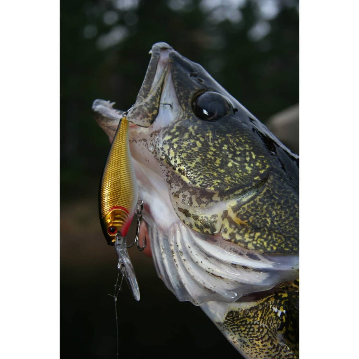 Large bass with a yellow crankbait fishing lure in its mouth