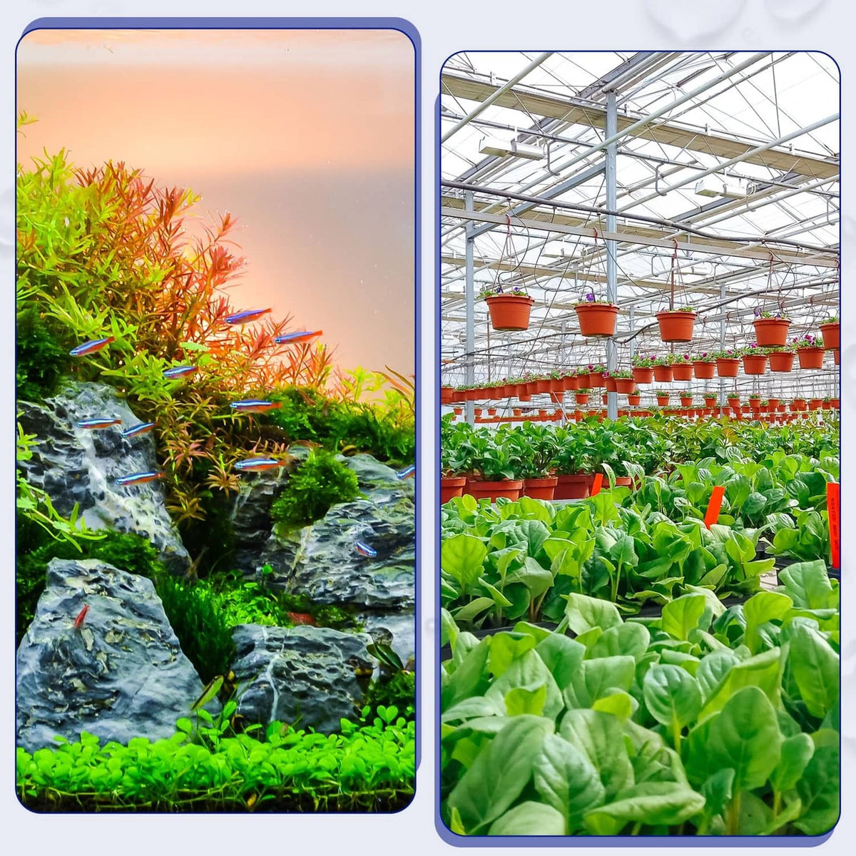 Clear PVC tubing shown in split aquarium and greenhouse scenes
