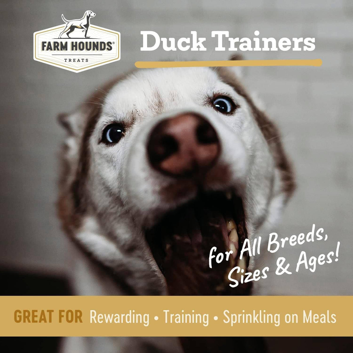 Dog close-up with Duck Trainers label text and Farm Hounds logo