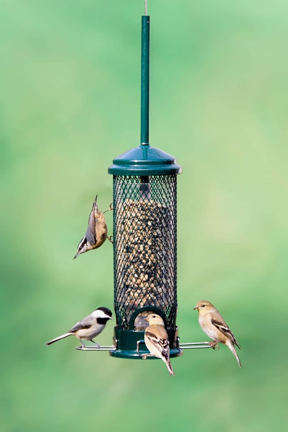 Mini squirrel-proof bird feeder with mesh cylinder and blue top, multiple small birds at perches