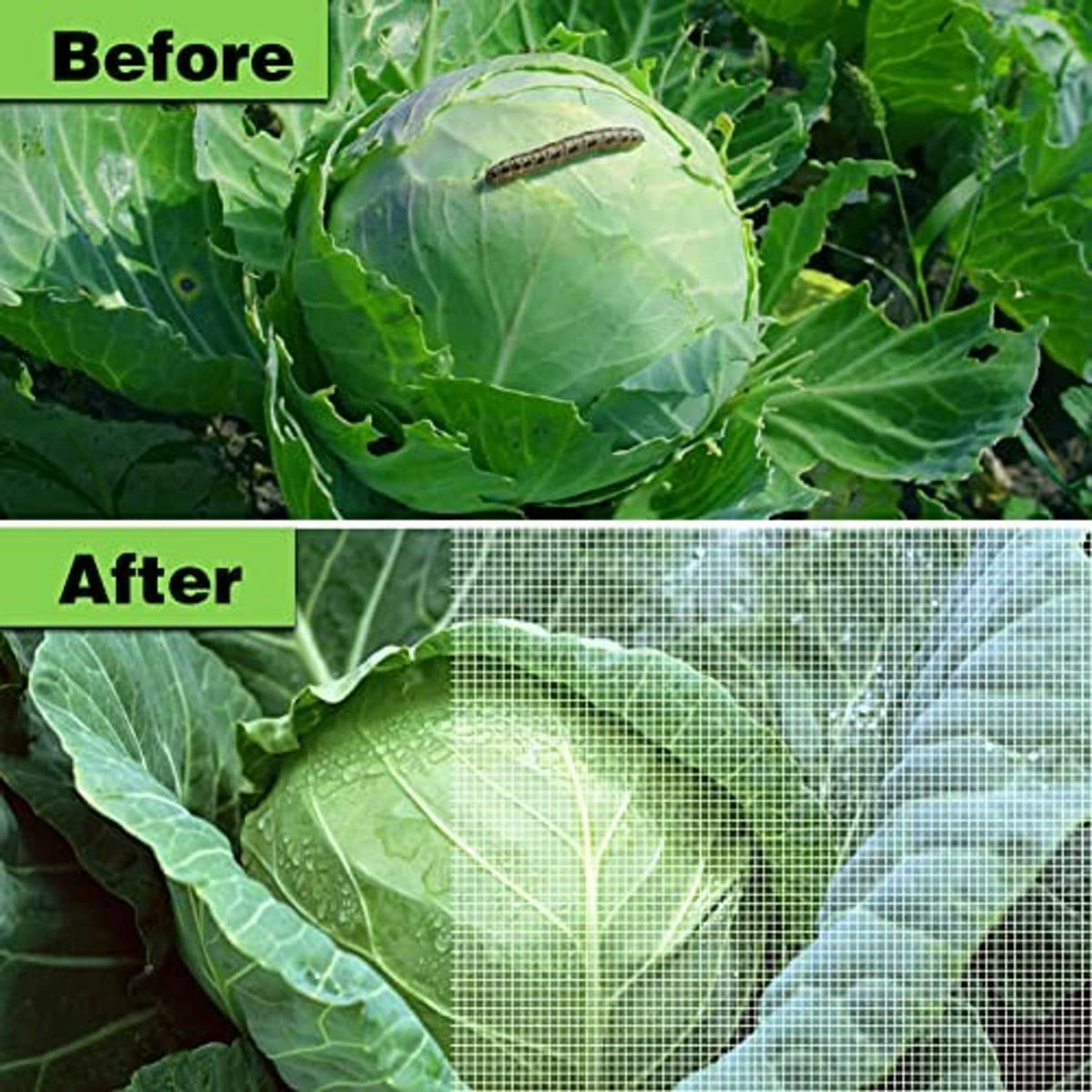 Mesh-covered cabbage leaves showing before-and-after protection from pests
