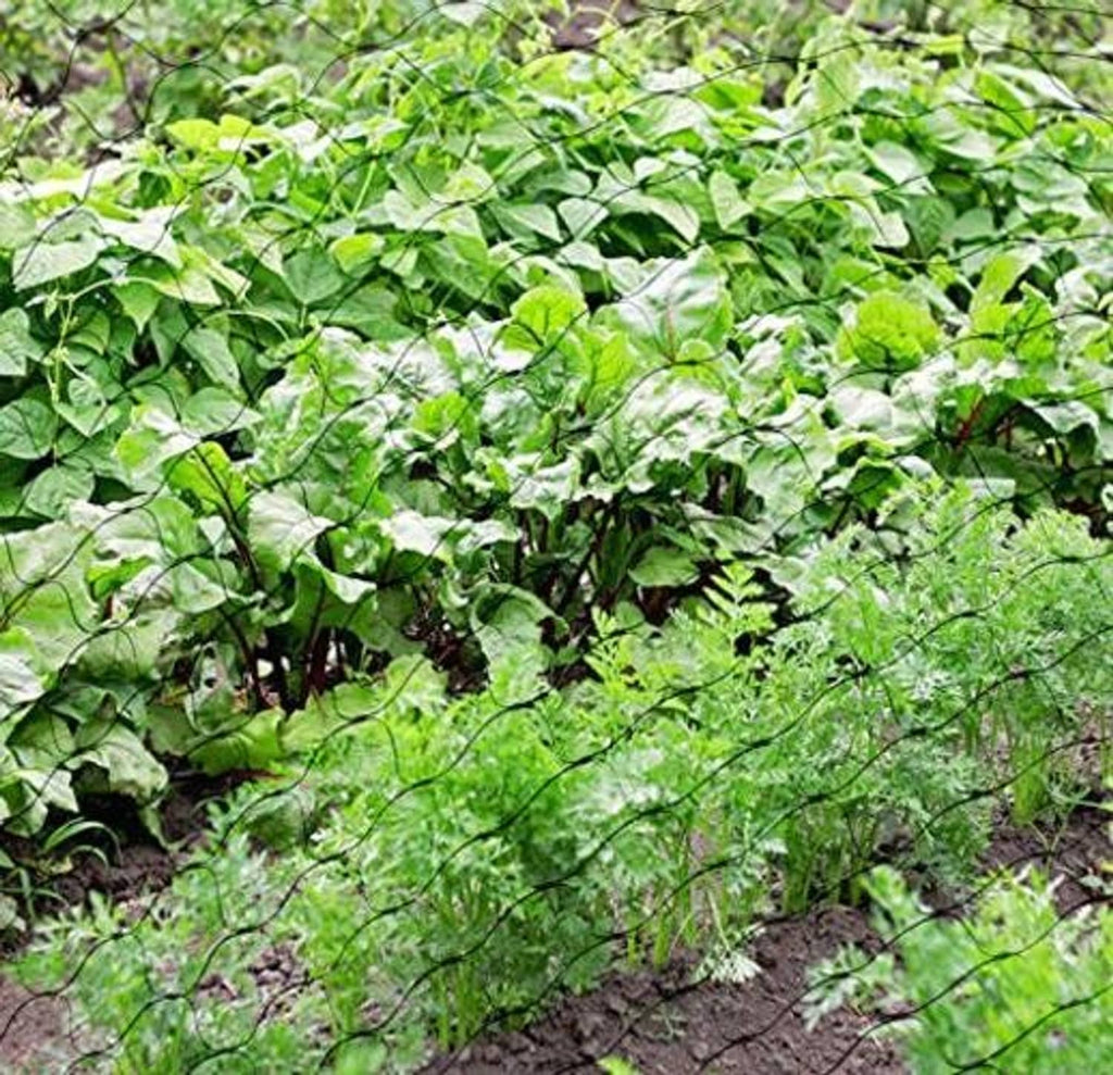 White bird netting laid over dense green plants with fine mesh grid