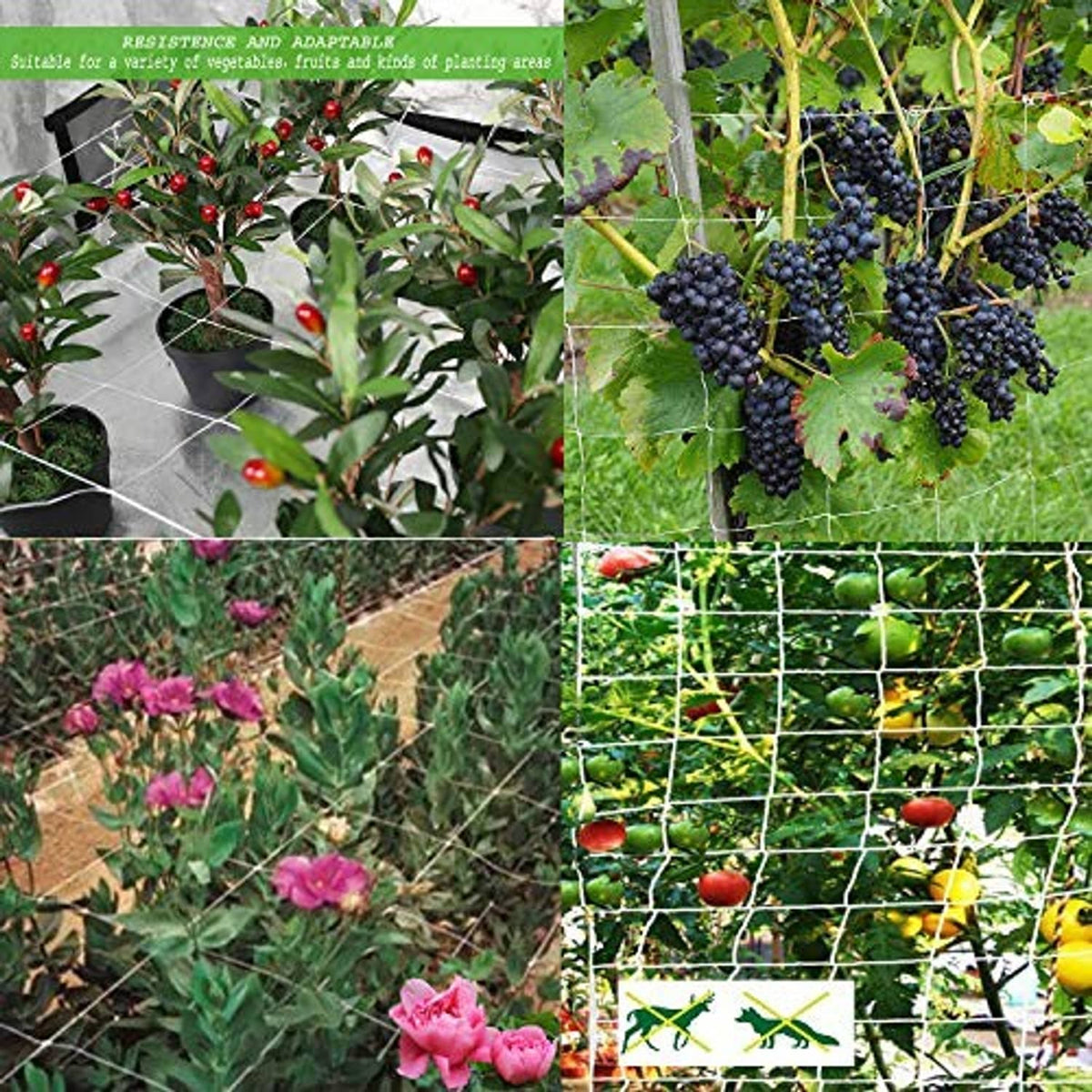 White trellis netting mesh for versatile climbing fruit and vegetable training