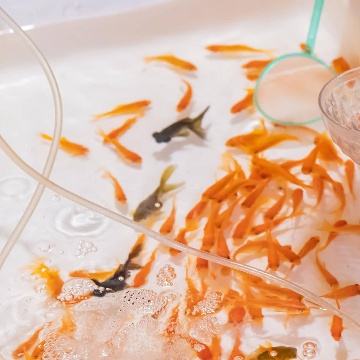 Transparent tubing submerged in aquarium water with goldfish swimming nearby