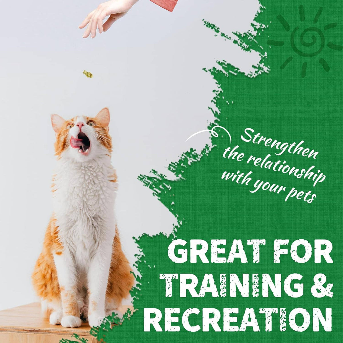 Orange-and-white cat with green splatter graphic and text about training and recreation